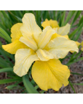 Iris sibirica Кісс зе Гьорл фото